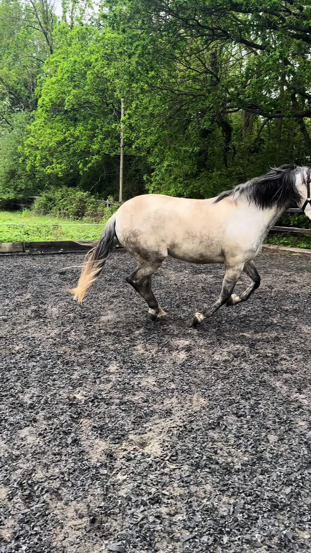 @Slough horses