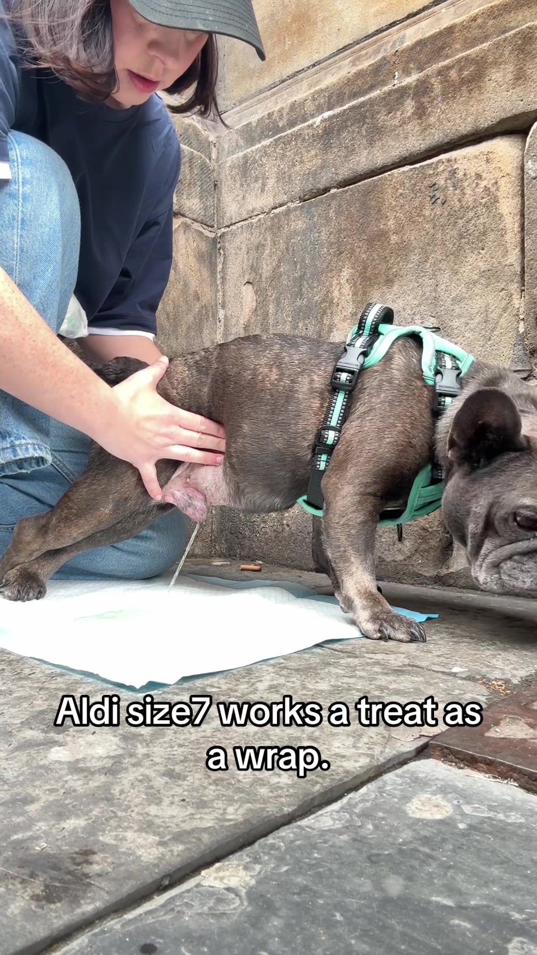 @Bertie The Frenchie