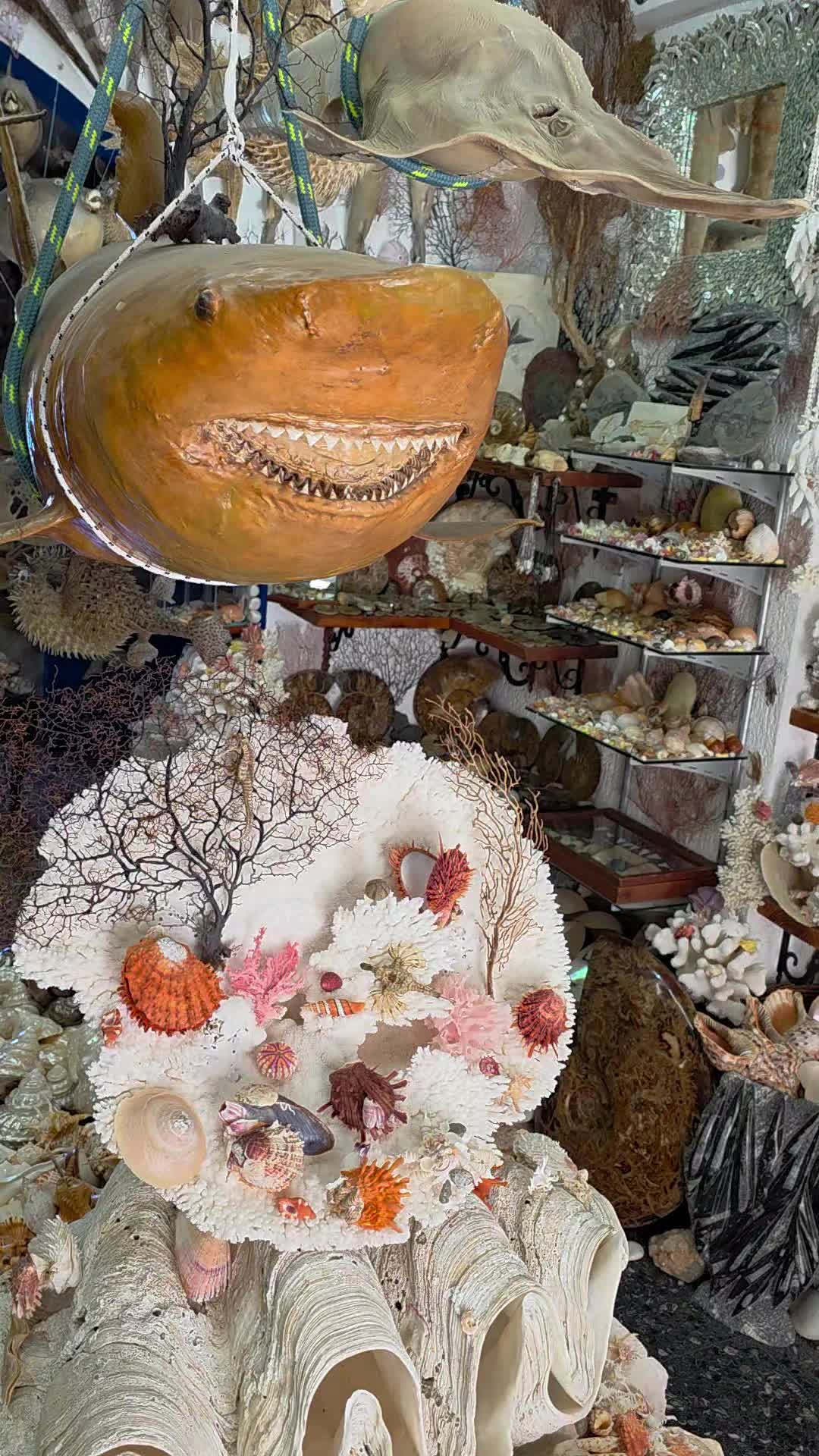 @Paris Shells Shop