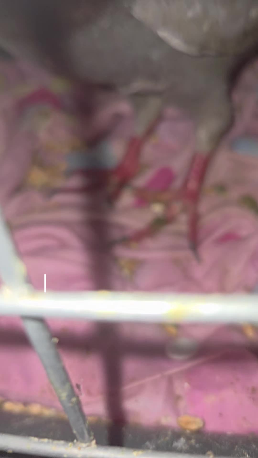 @S.Char.The.Pigeon.Lady🌙🖤Xx