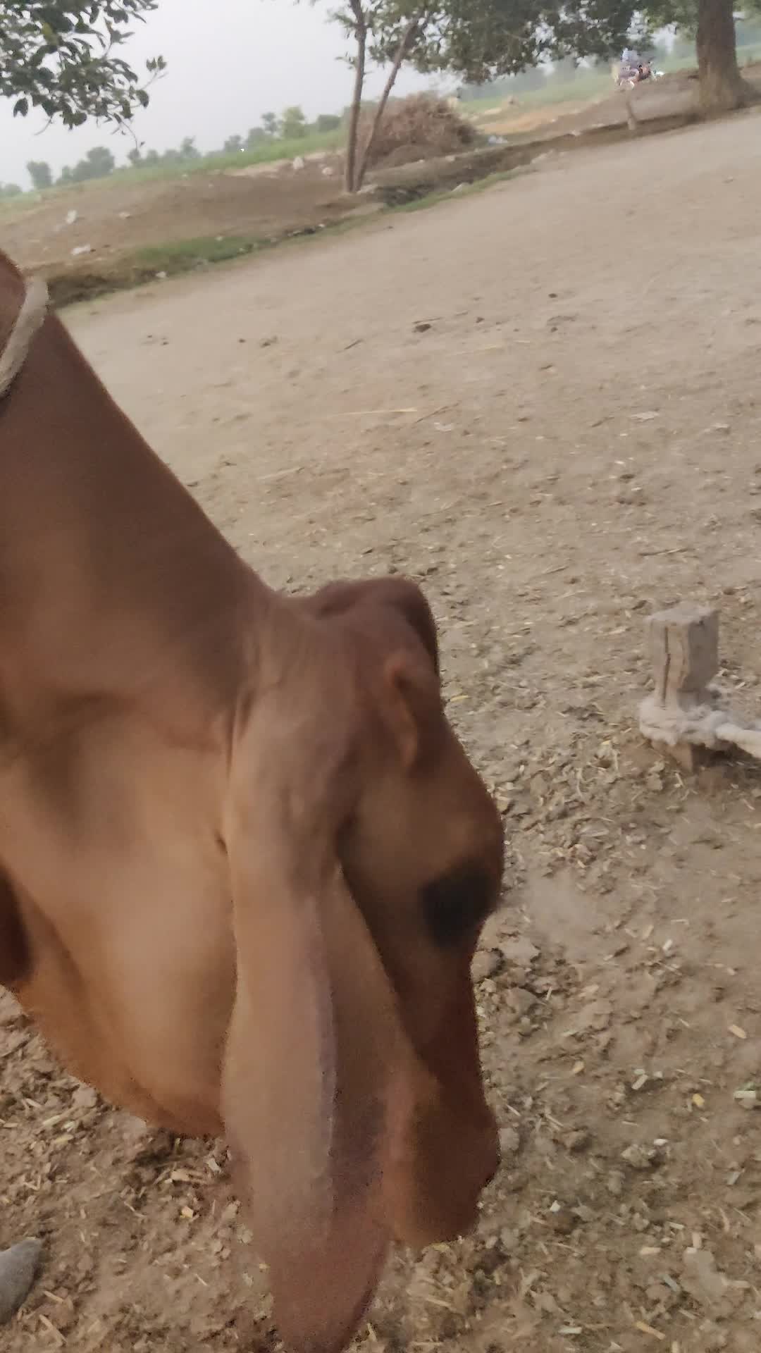 @𝙎𝙧 𝘼𝙝𝙢𝙖𝙙