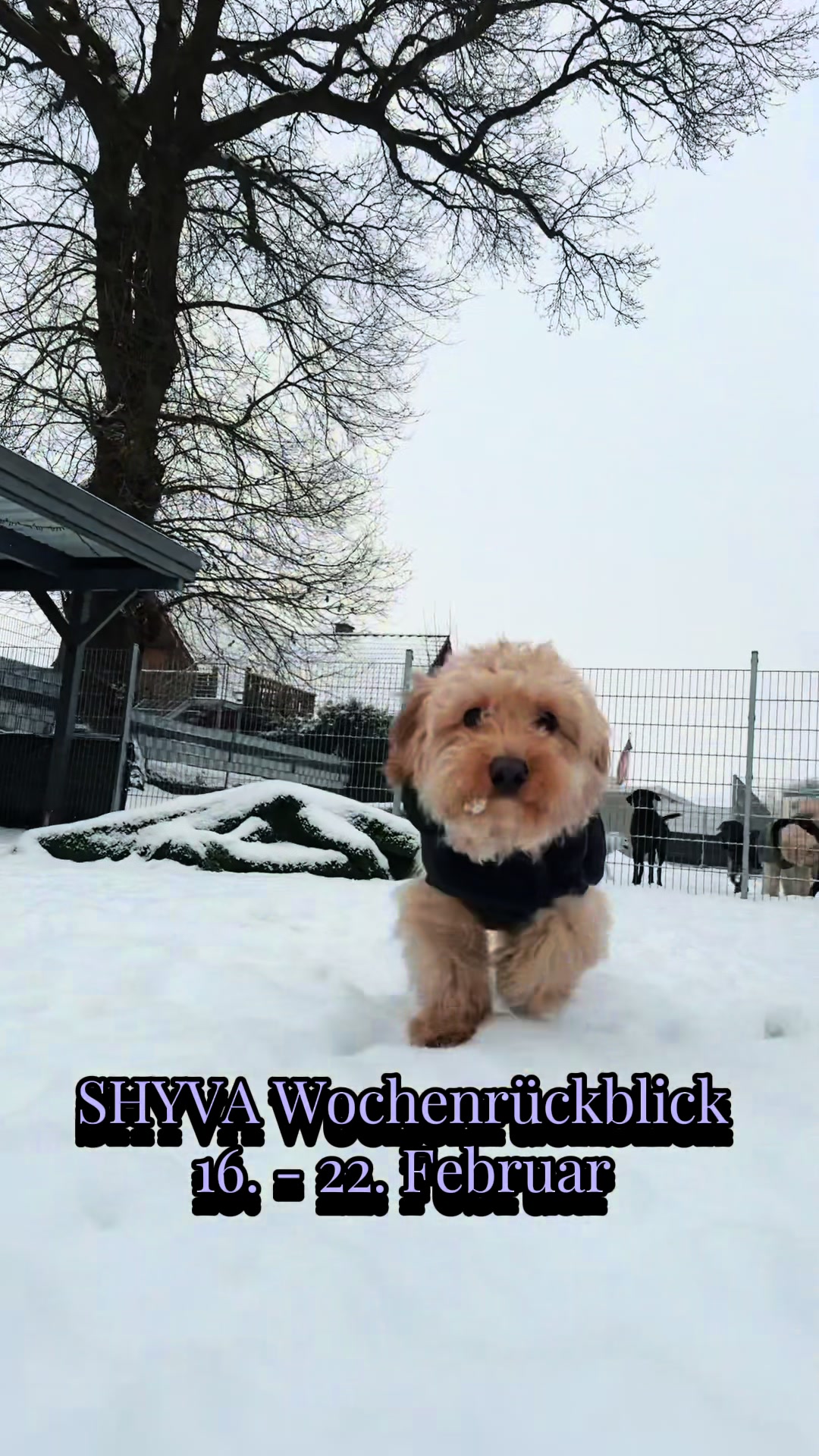 @Shyva Hundezentrum