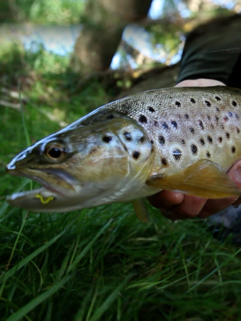 @Fishing TV