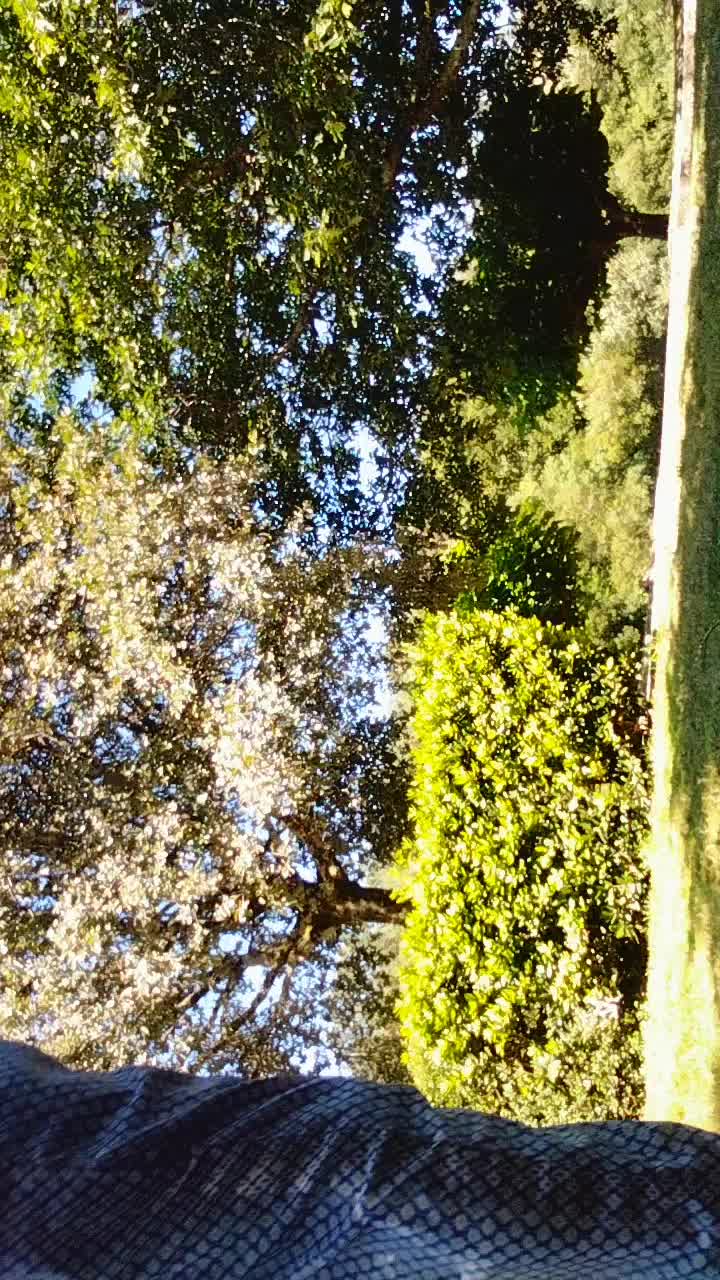 @perritos.lindos