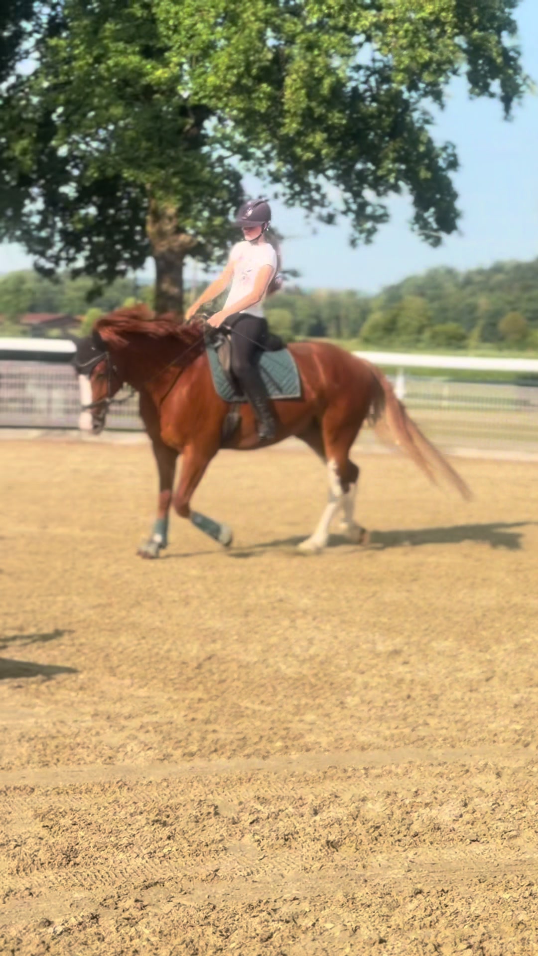 @_.coldblood.dressage_
