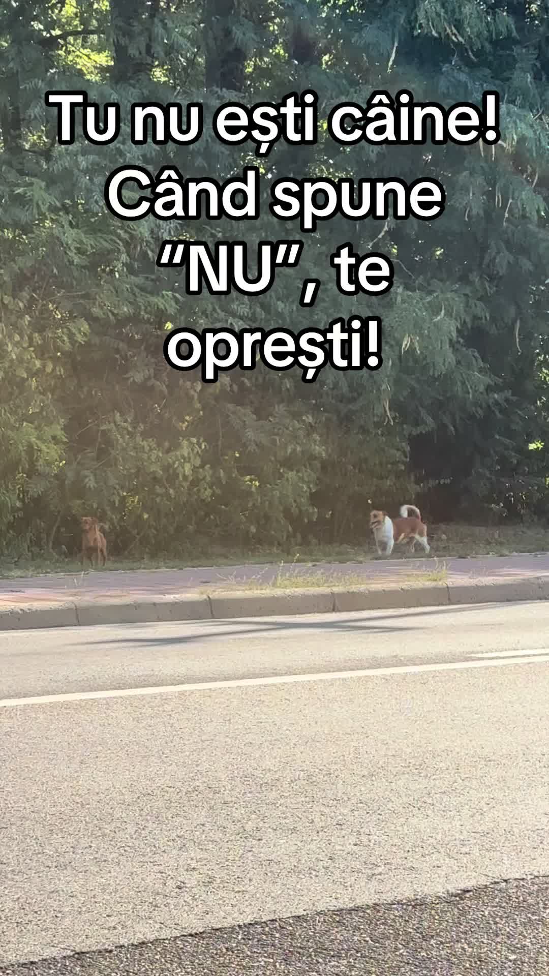 @Elena Marina Găină