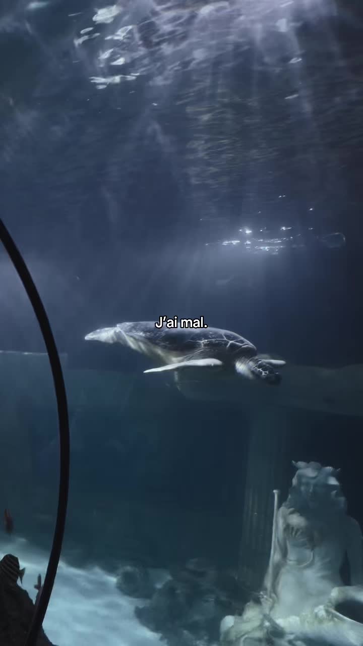 @๐
๐ฅ๐จ๐ซ๐๐๐๊จ๏ธ