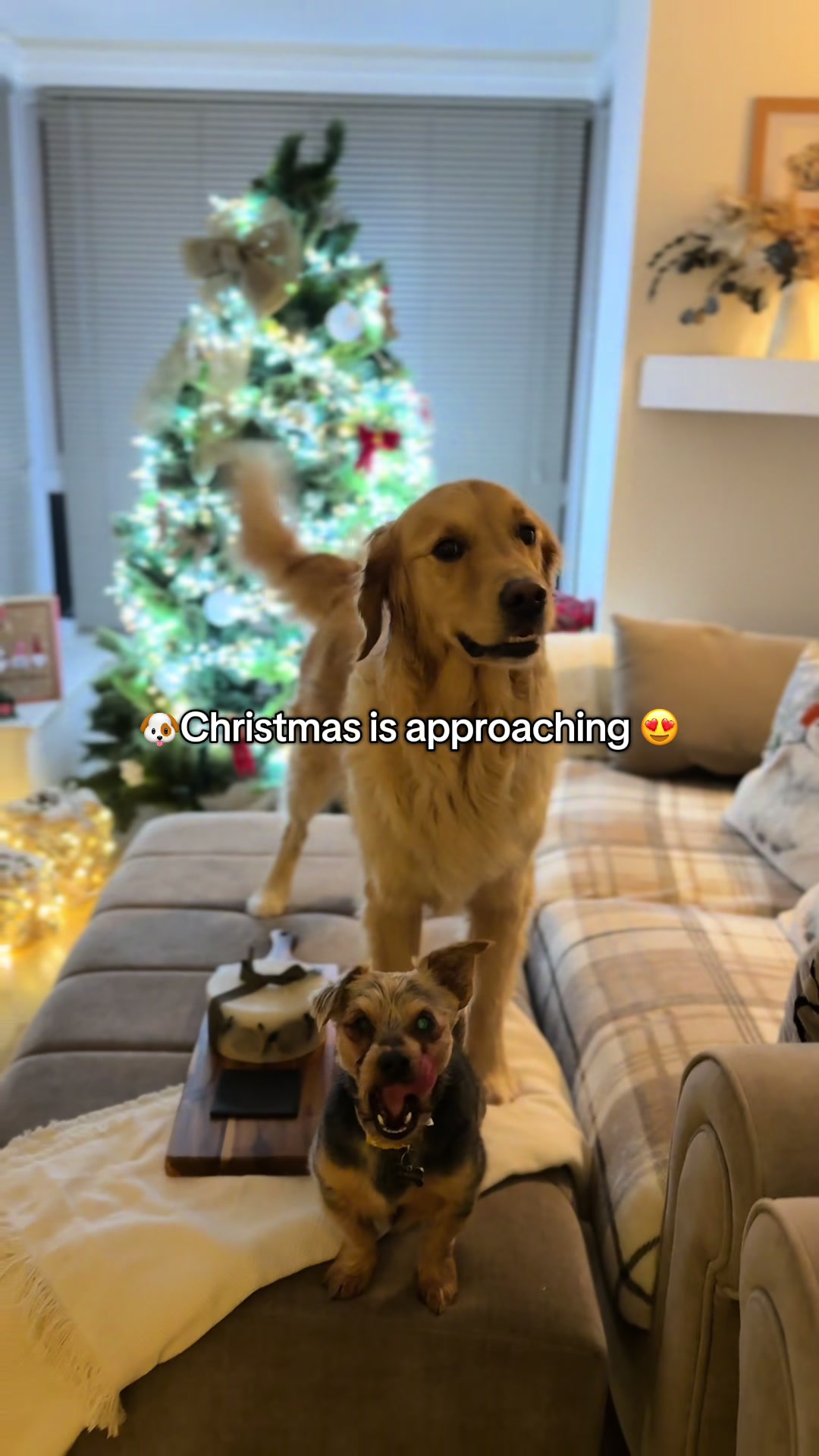 @Sheldon The Retriever