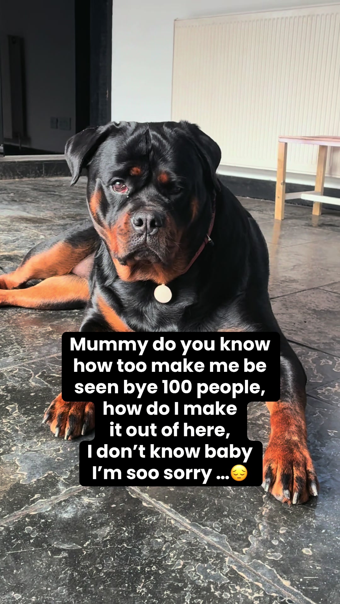 @❤️Rottiexena❤️Rottweiler Dog