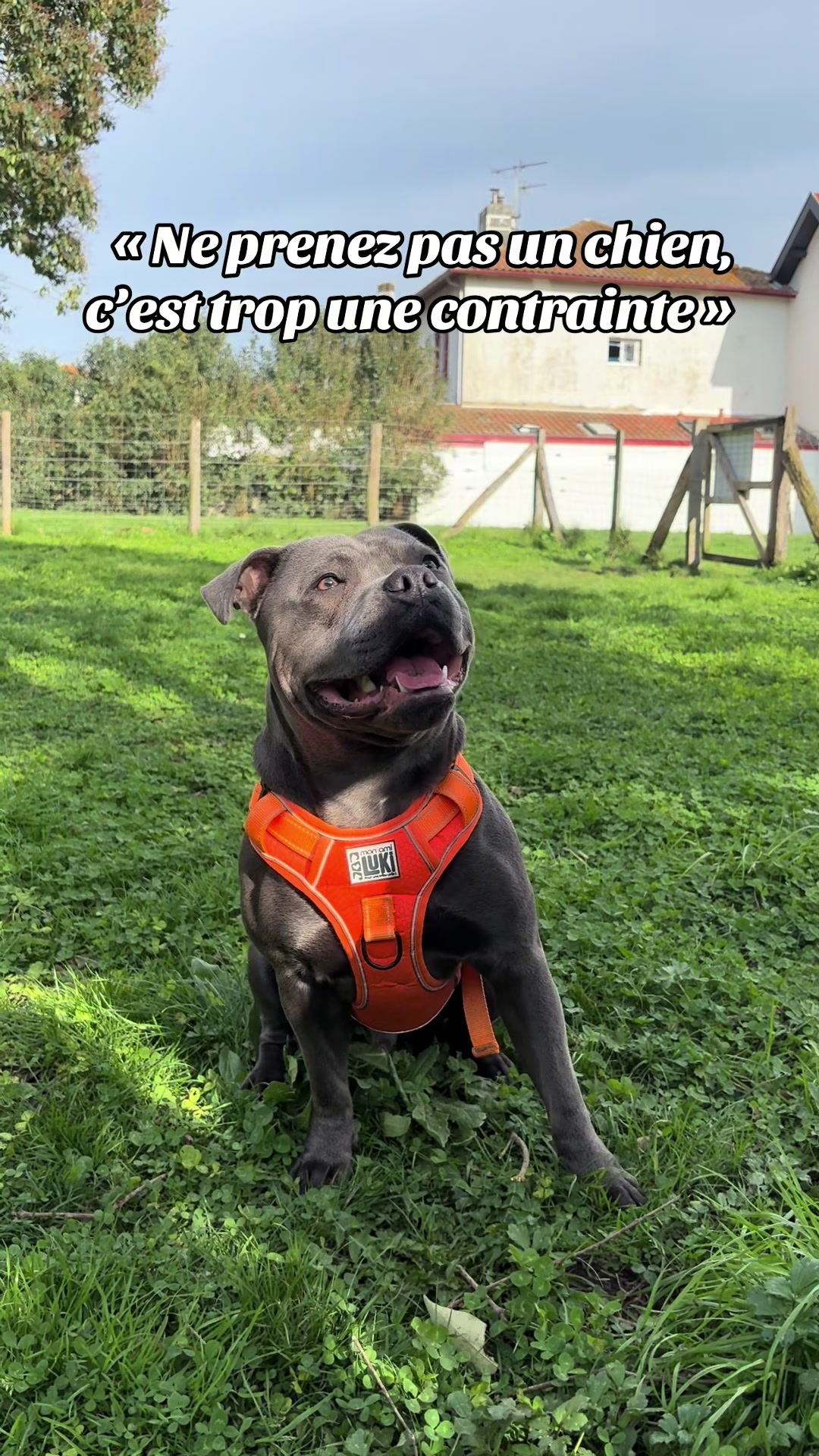 @Shadowlestaffy🐾