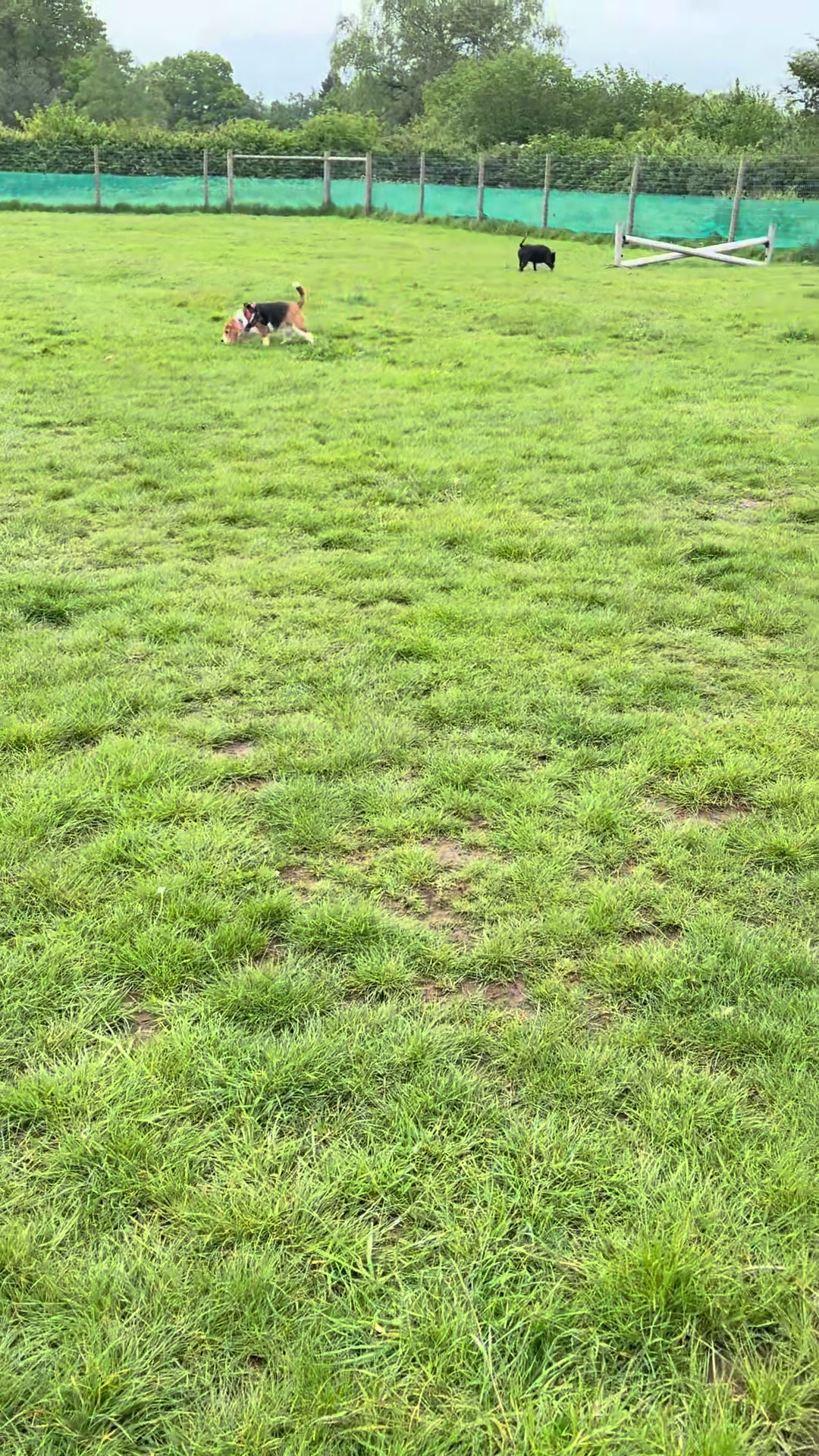 @Lauren & Sam&rsquo;s Dog Walking