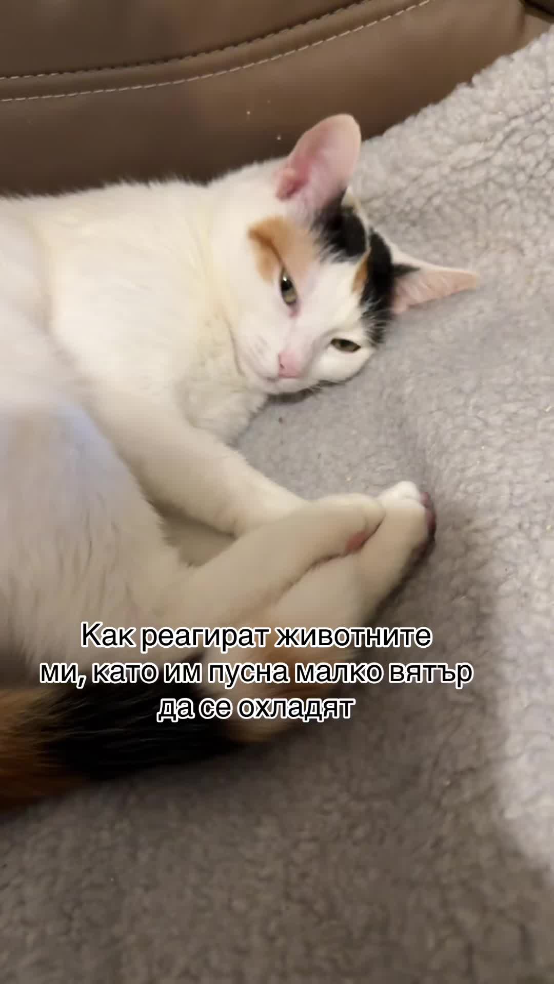 @Doroteya Veleva