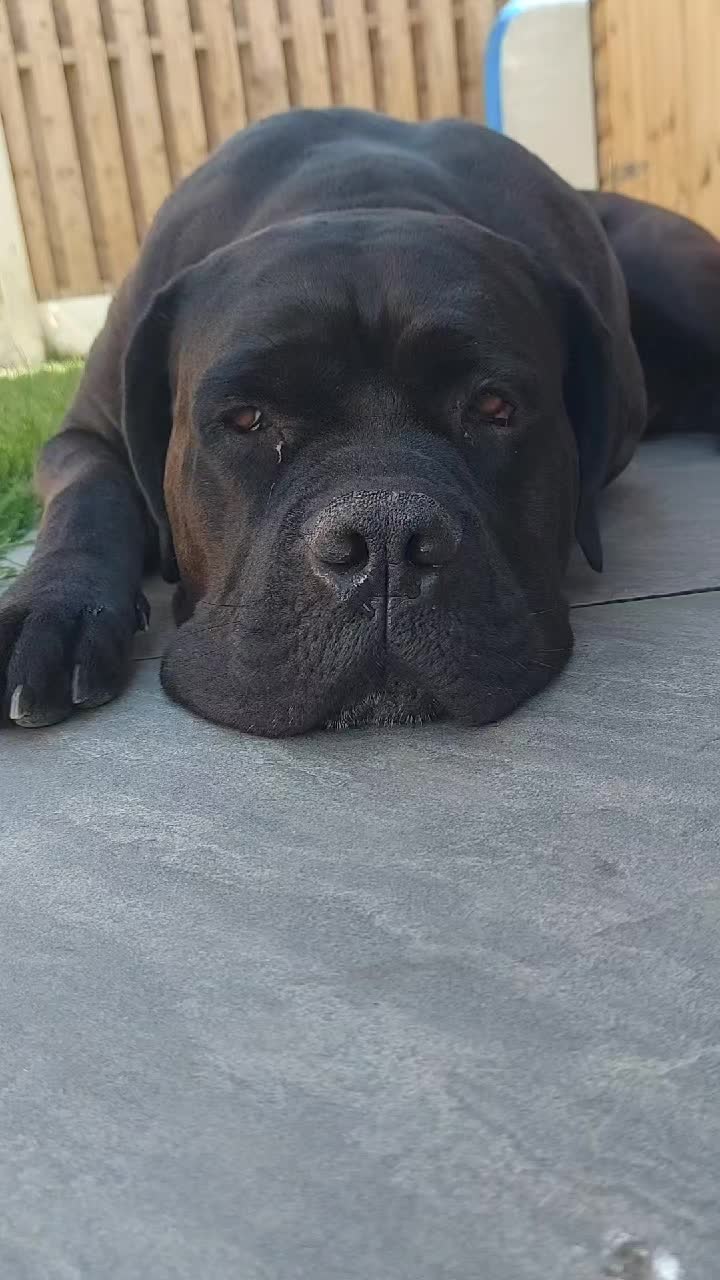 @Canecorspuppy