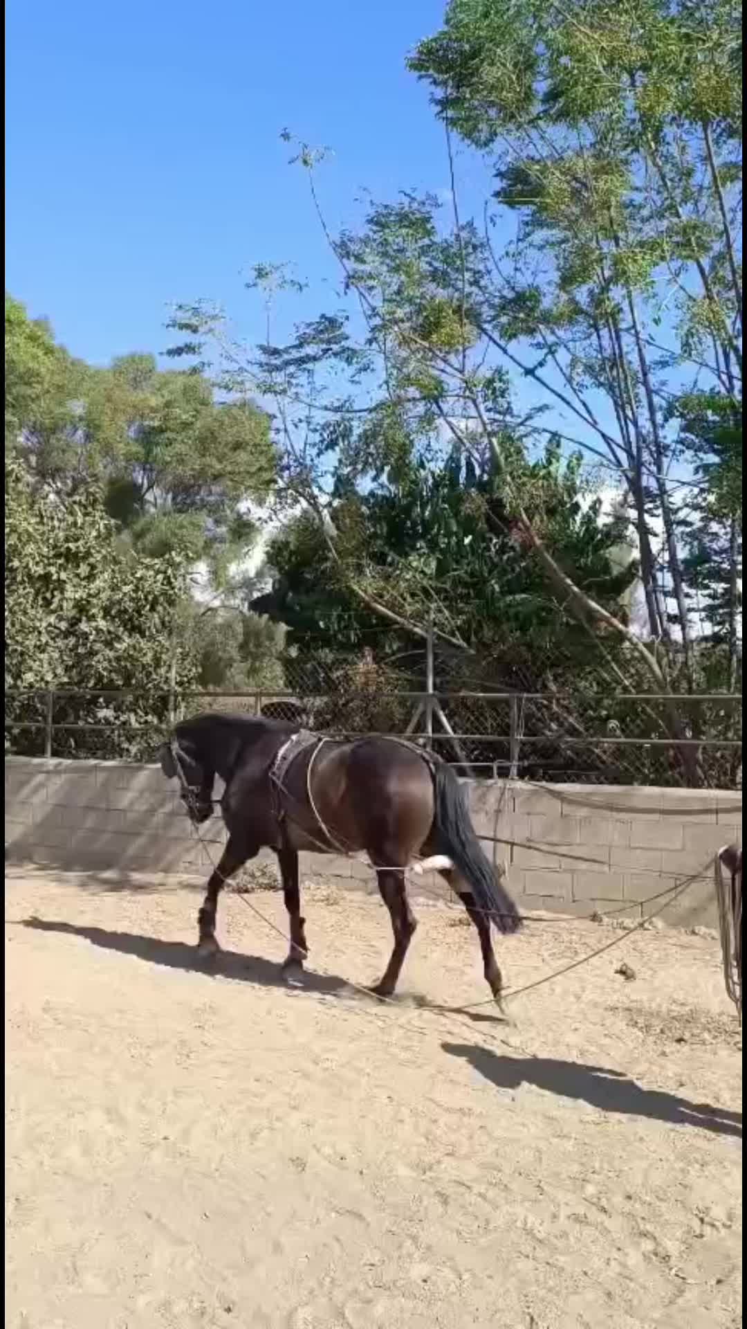 @rafa