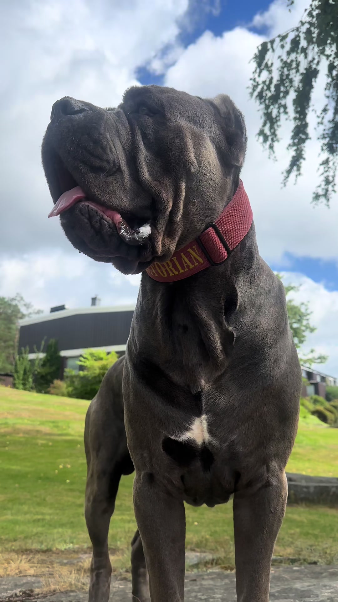 @CaneCorsoAres