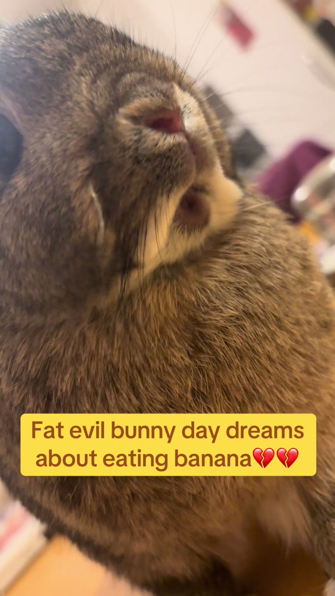 @Olive and Clem 🐰🐰