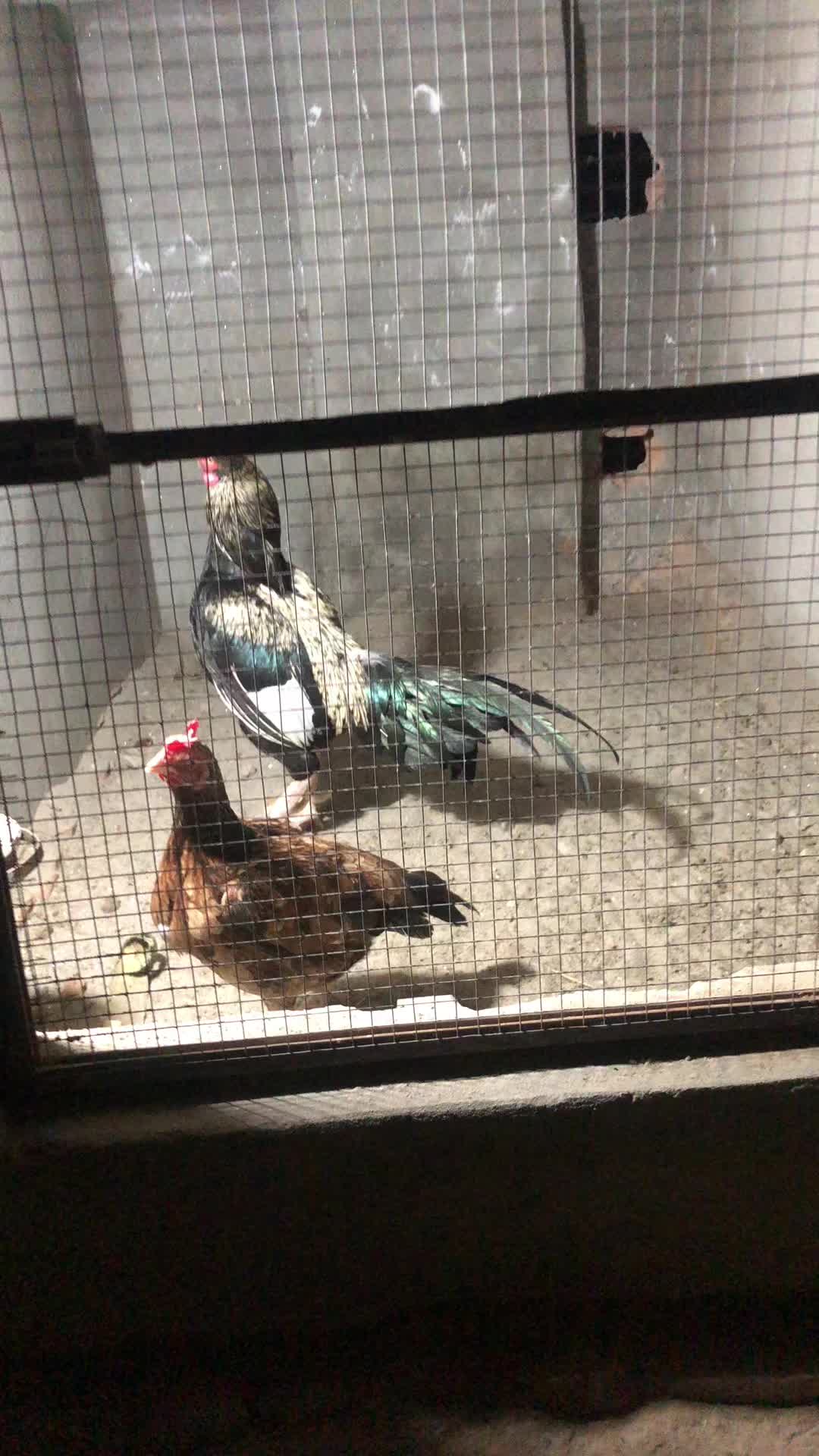 @Poultry Markaz