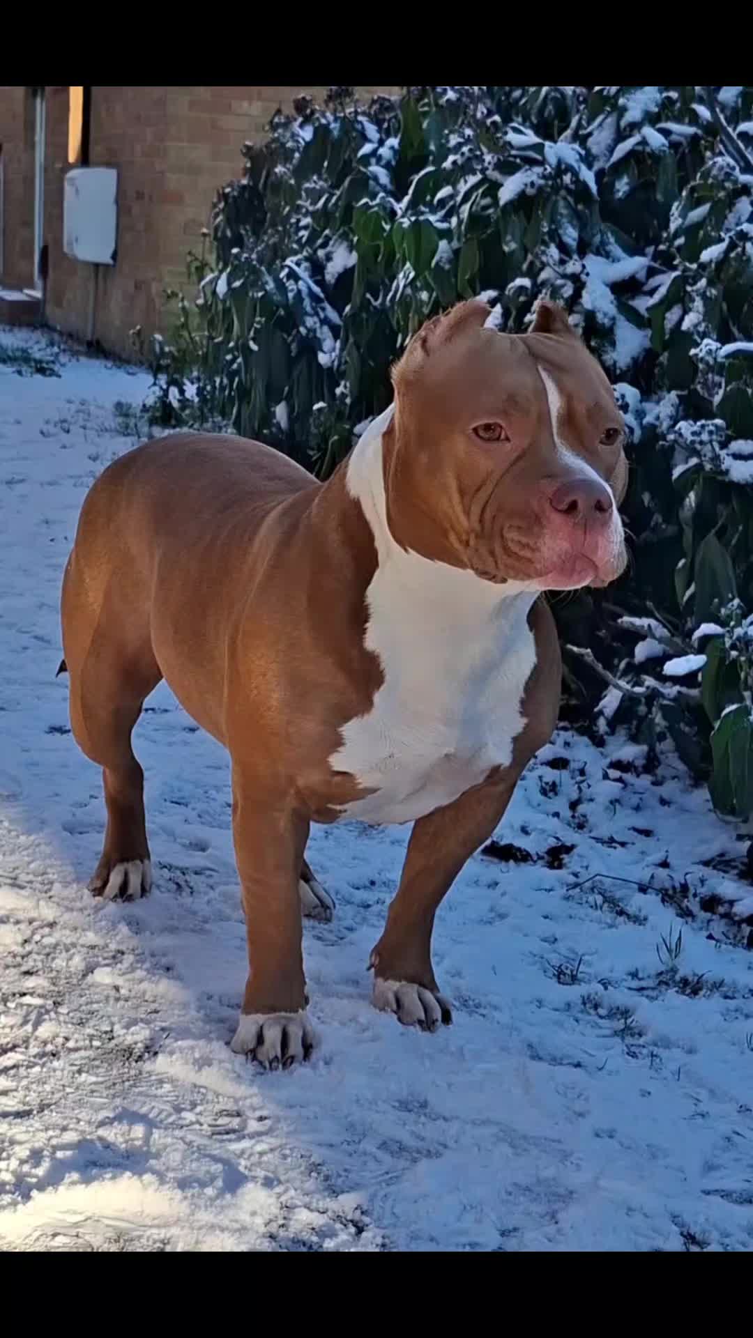 @🐾BULLY💗MOM🐾