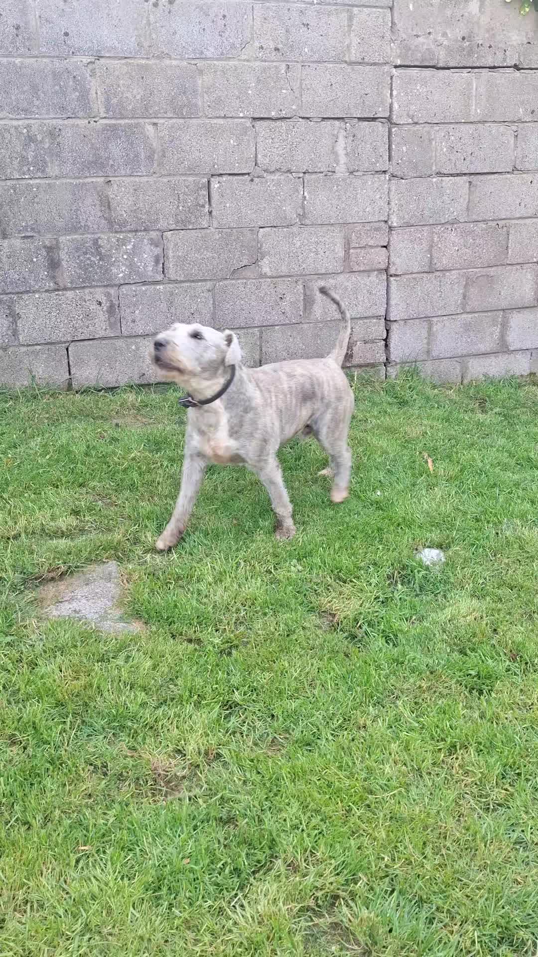 @TOBY THE WHEATEN BULL TERRIER