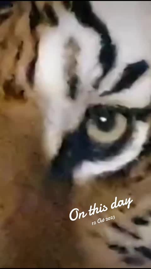 @Jp's Pet nation