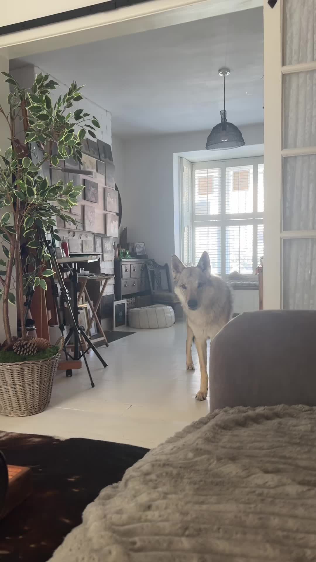 @Warwicks Wolfdog