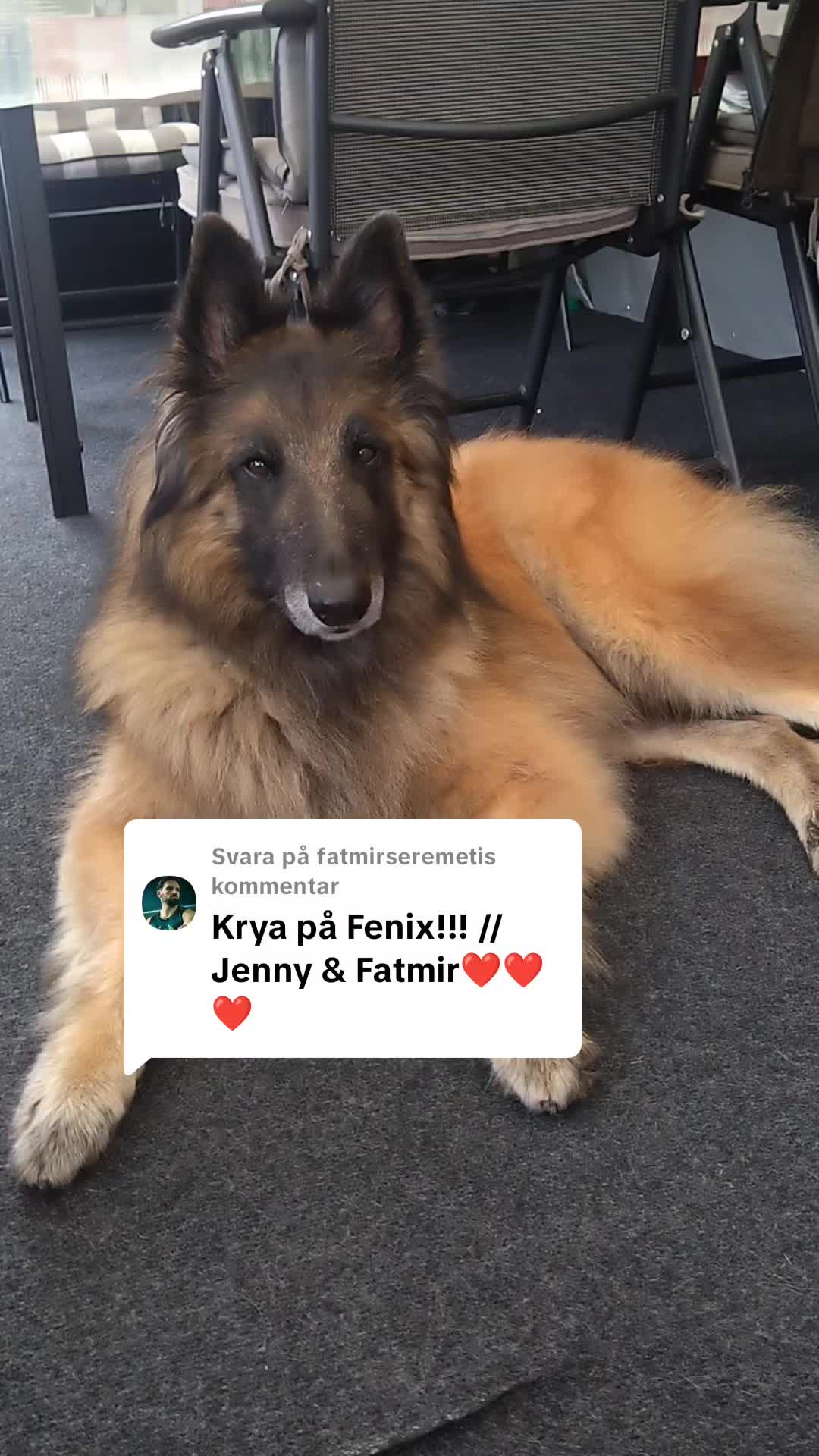 @Fenix-Tervueren AssistanceDog