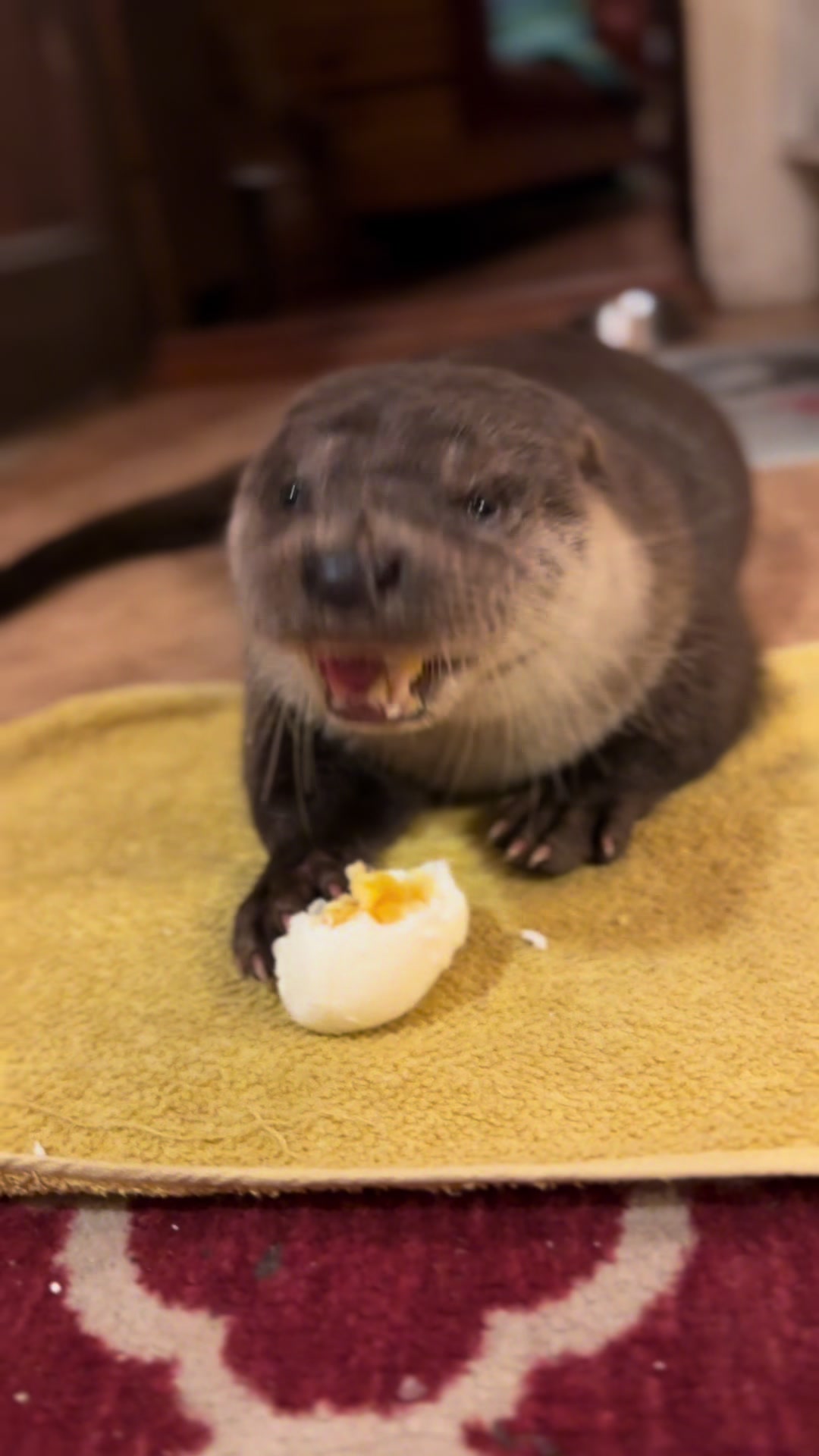 @Leya Otter