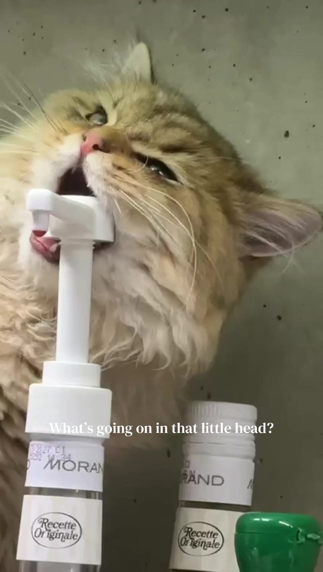 @Tommy the cat