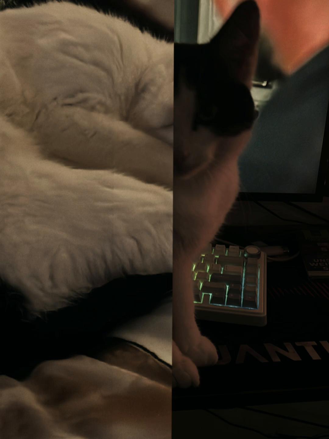 @zyrox