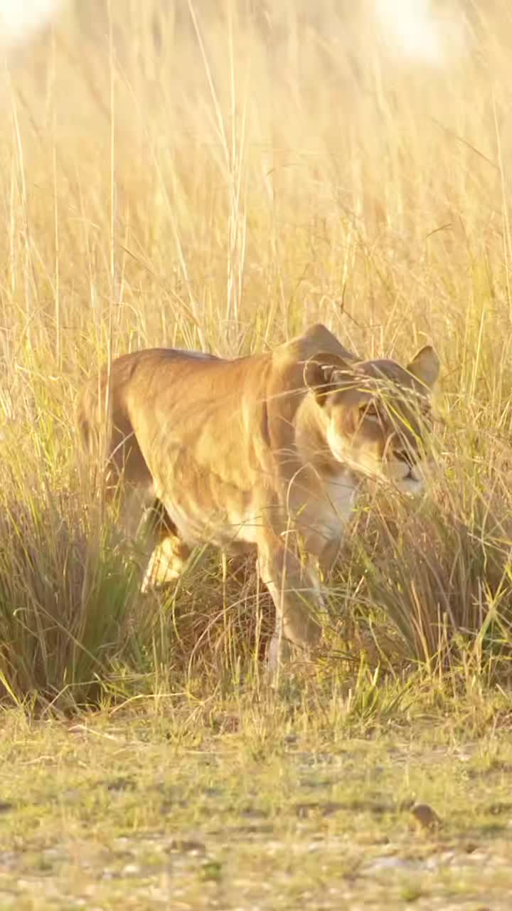 @UK animal channel🇬🇧
