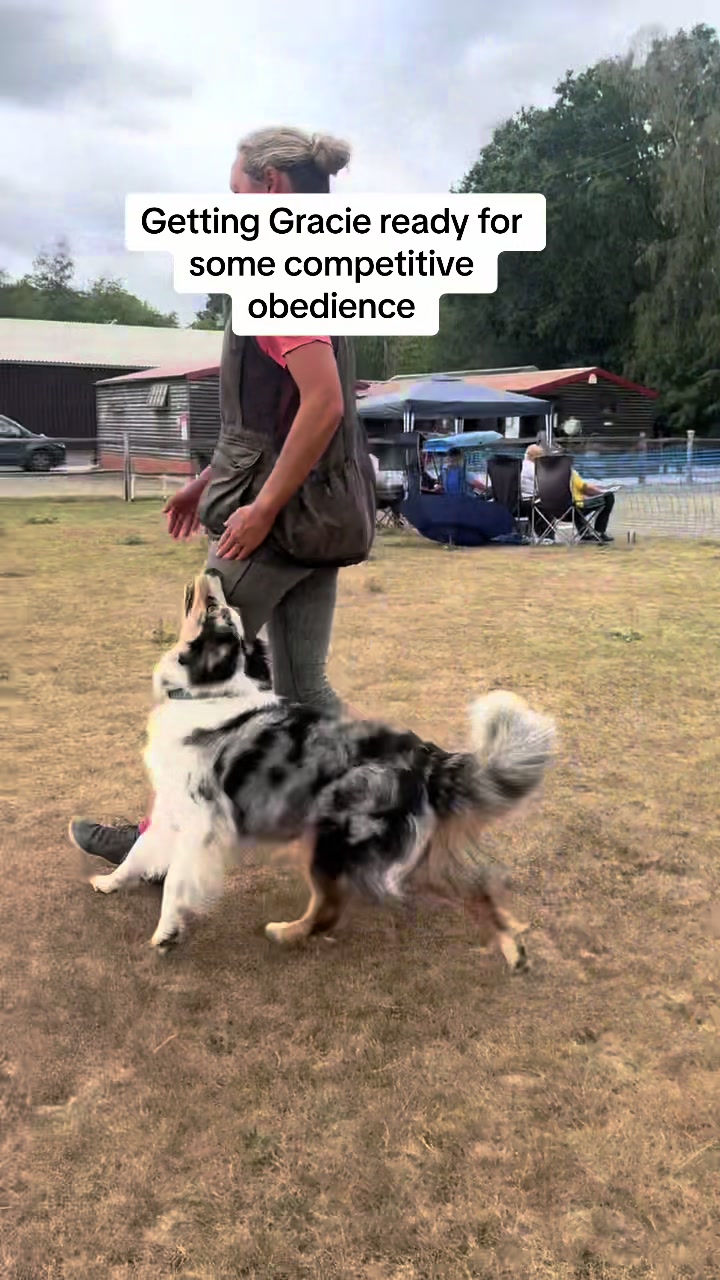 @thedogsportscoach