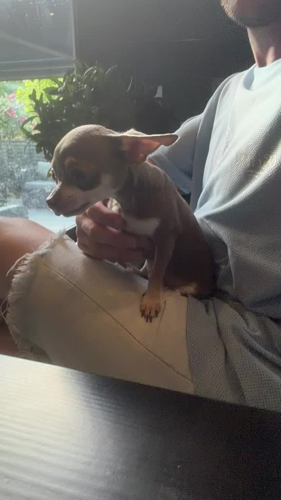 @Suffolk Chihuahuas