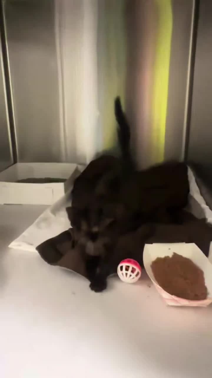 @love for all paws rescue