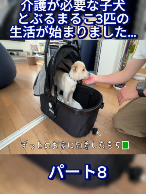 @ブルドッグぶるまるチャンネル Fan