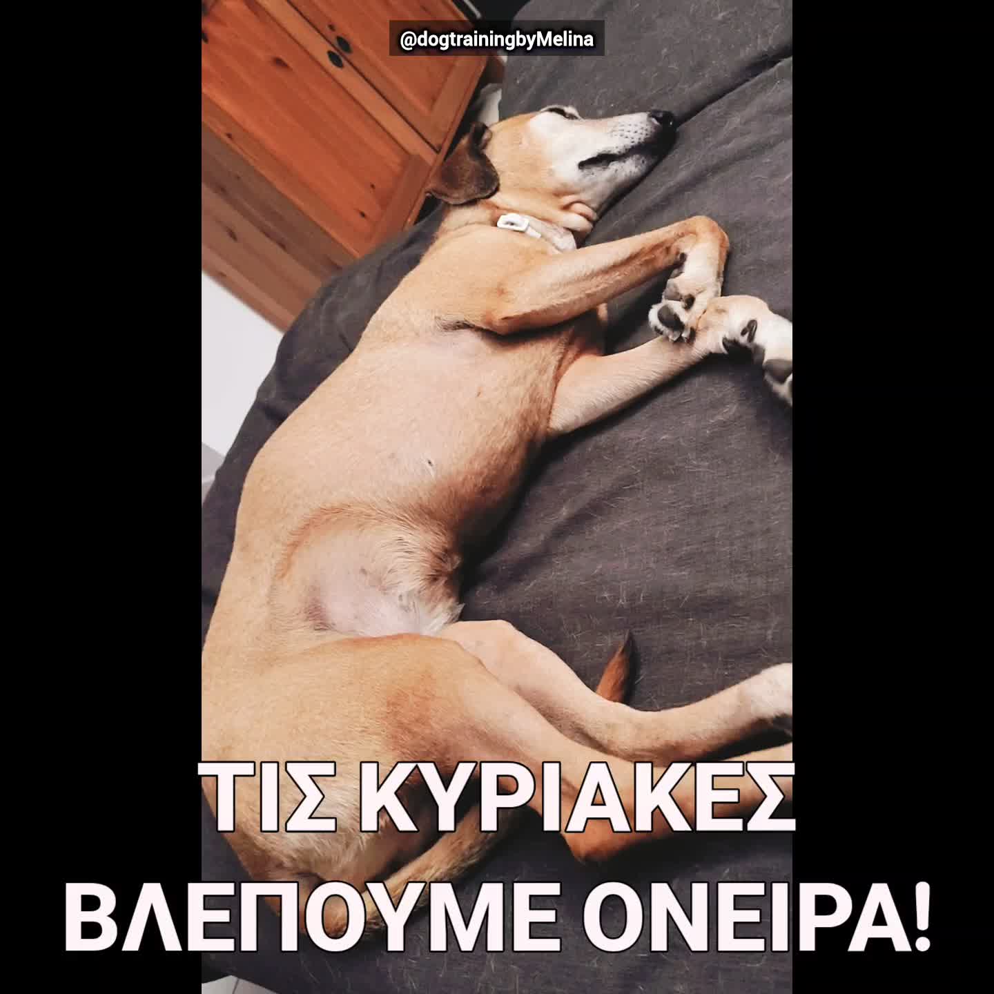 @dogtrainingbymelina