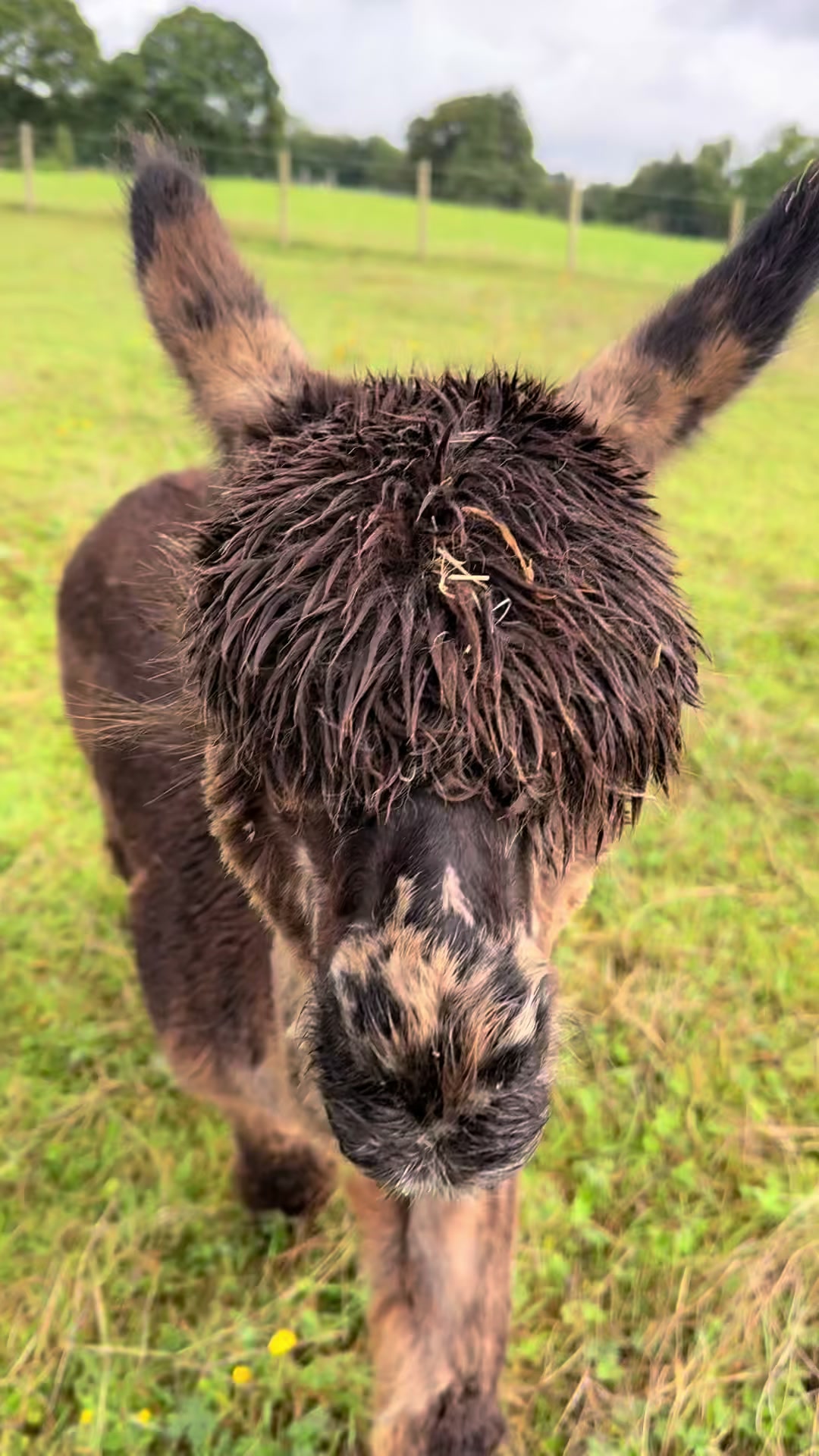 @Bardsea Alpacas and Llamas
