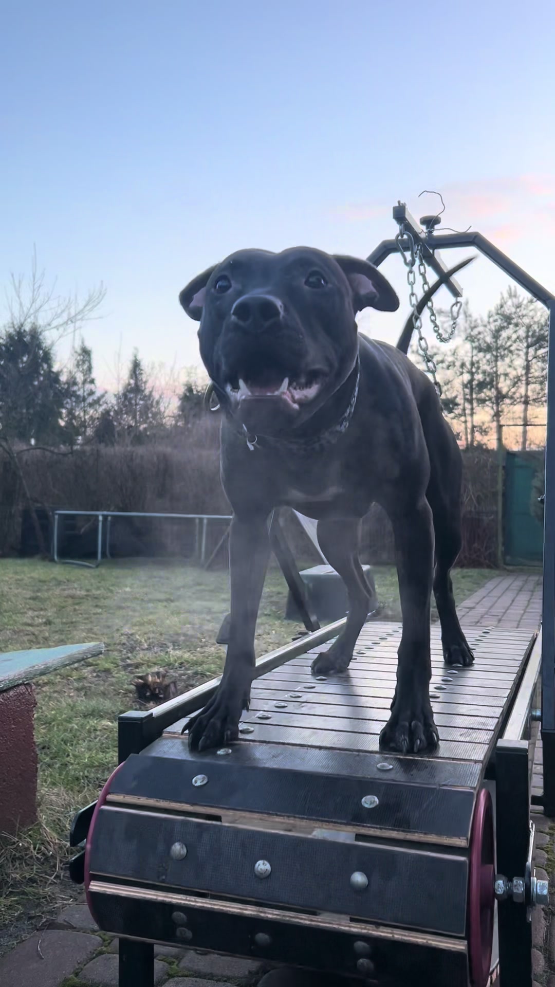 @Doti_Tora_Pitbulls