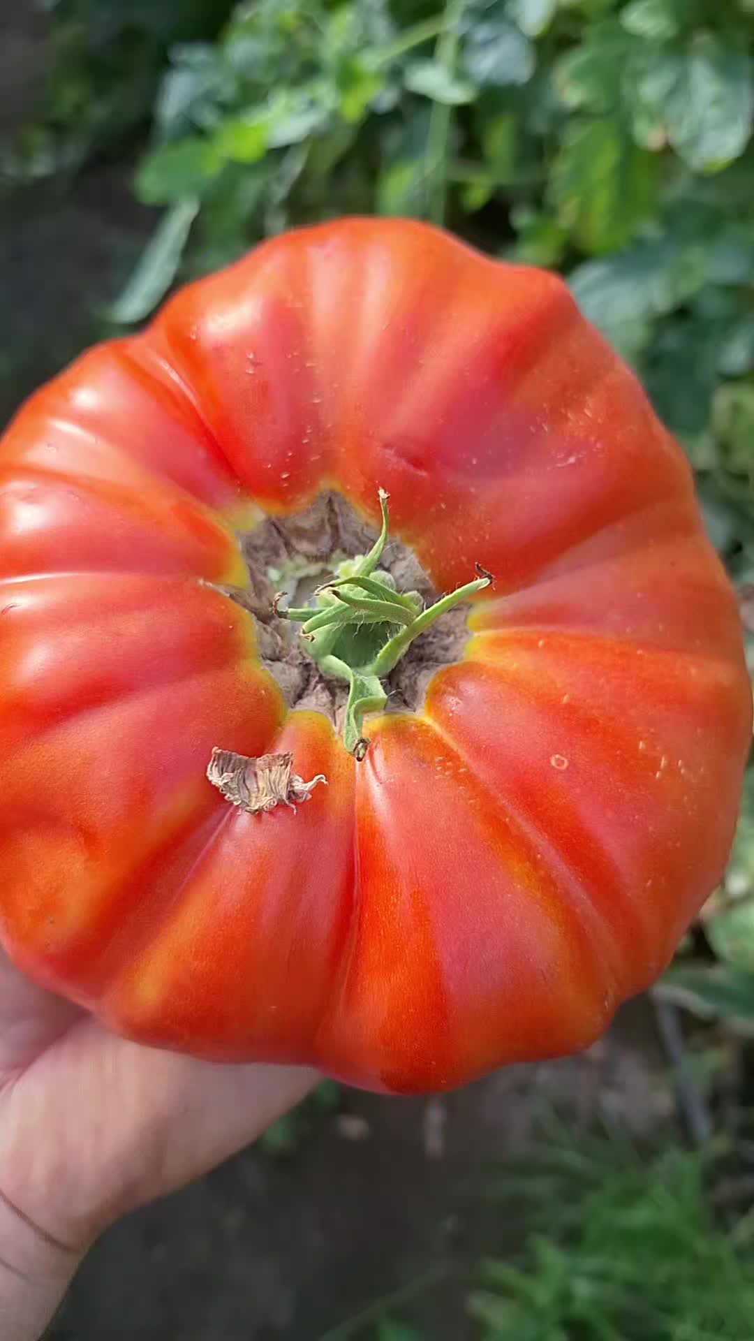 @Gradina Olteanului Enciu Doru