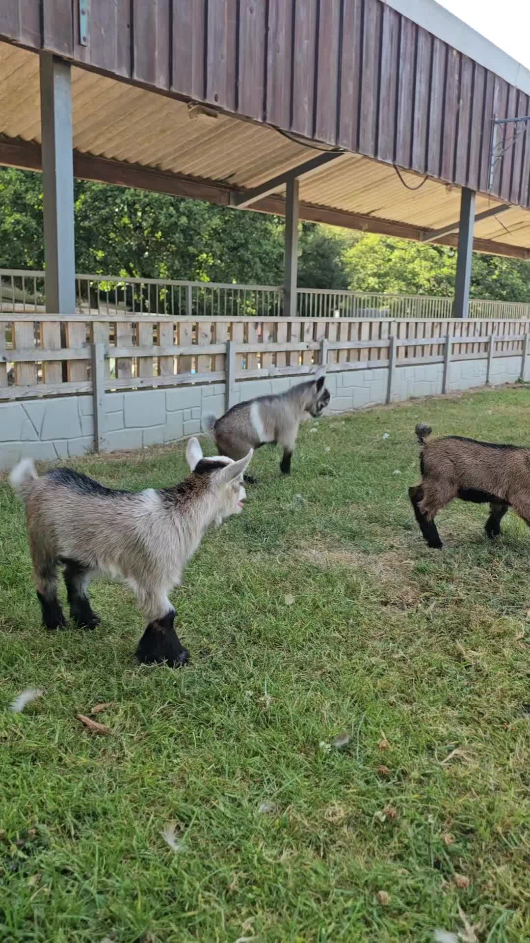 @The Big Sheep