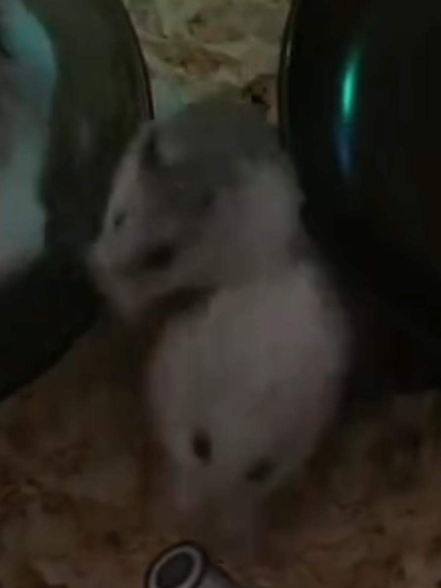@ʜᴀᴍꜱᴛᴇʀ🎧ʀᴀᴠᴇ