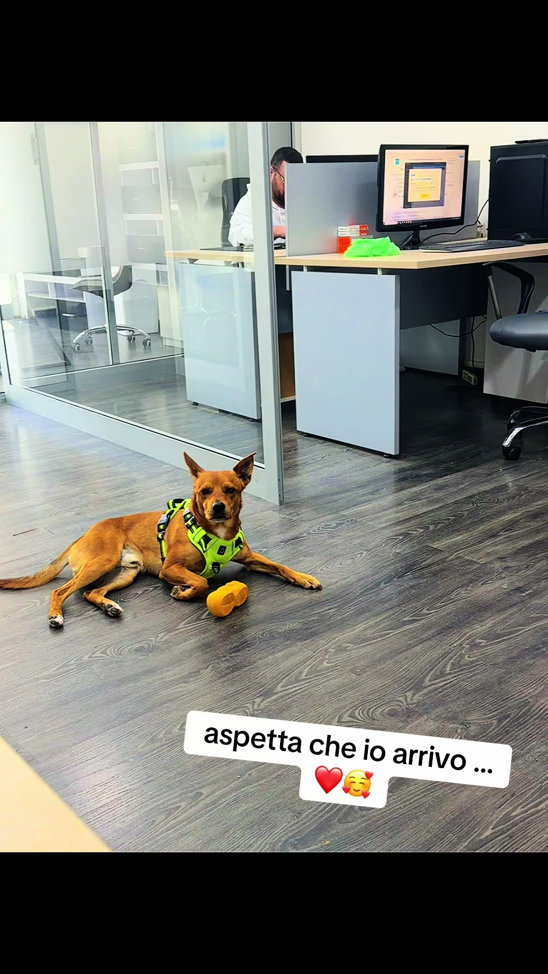 @GIUSEPPE STELLATO