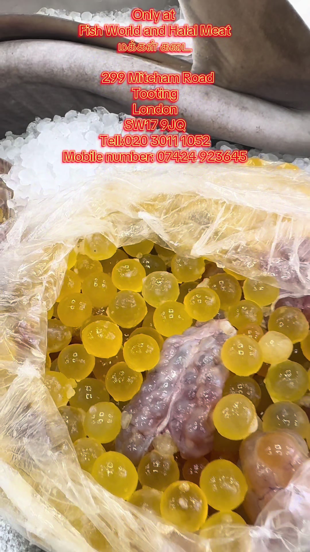 @Fishworld and Halal Meat
