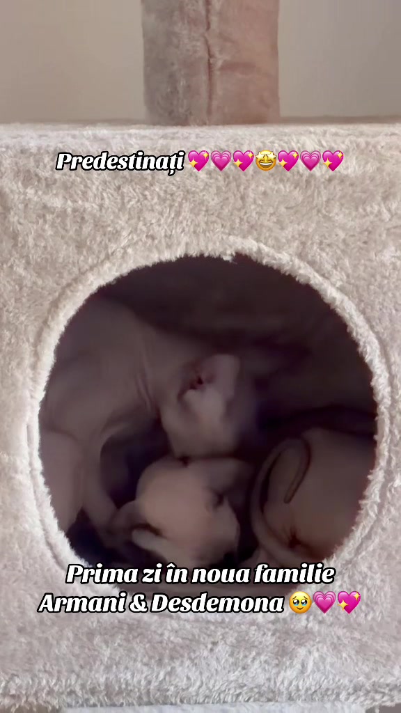 @Diana Ciortan Sphynx Romania