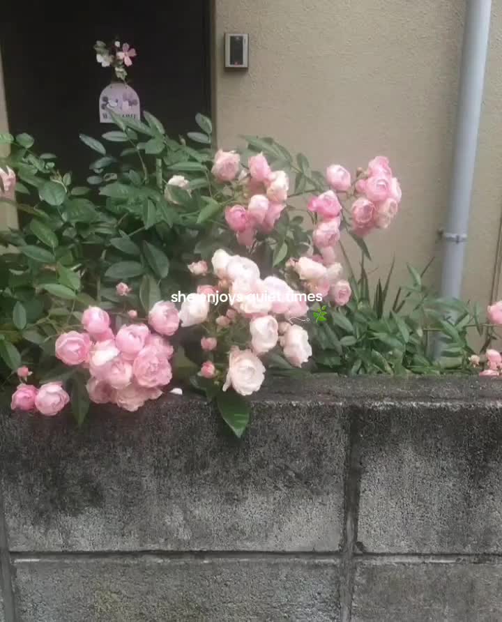 @天使