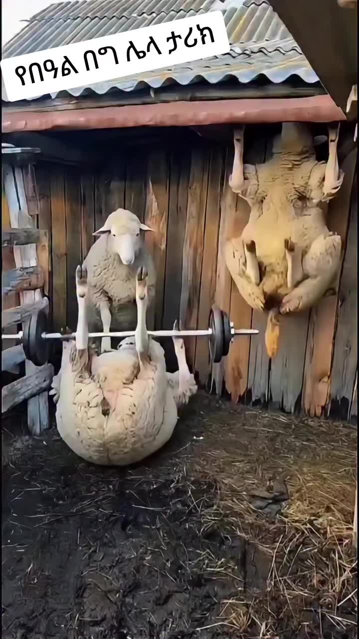 @๐๐ฎ๐ฅ๐ญ๐๐ง_๐๐ฎ๐ซ๐