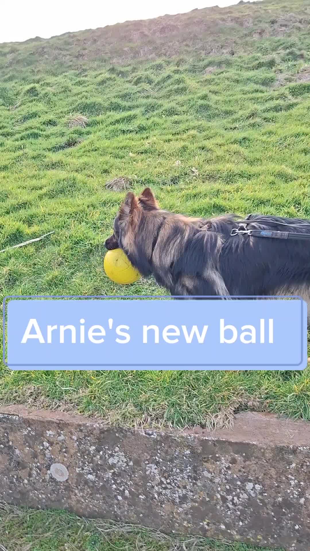 @Arnie 🇪🇺