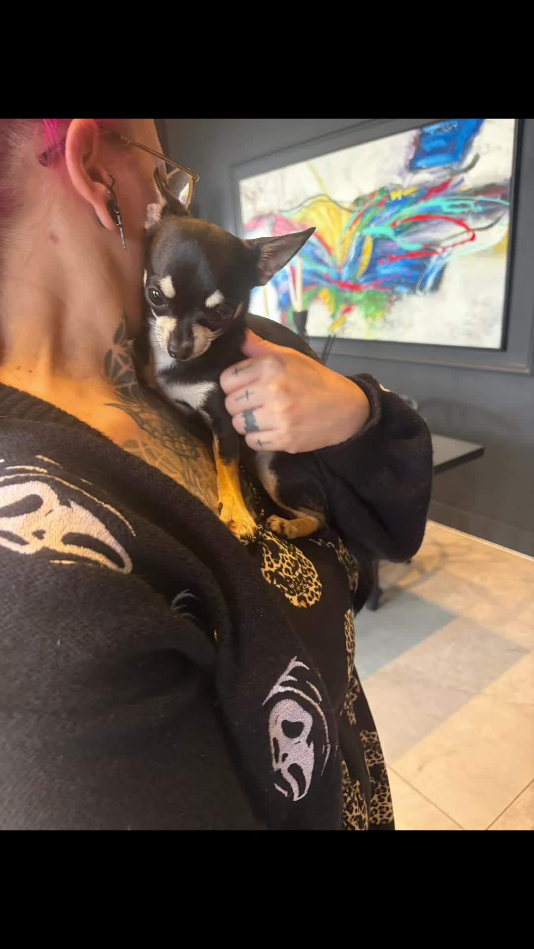 @Suffolk Chihuahuas