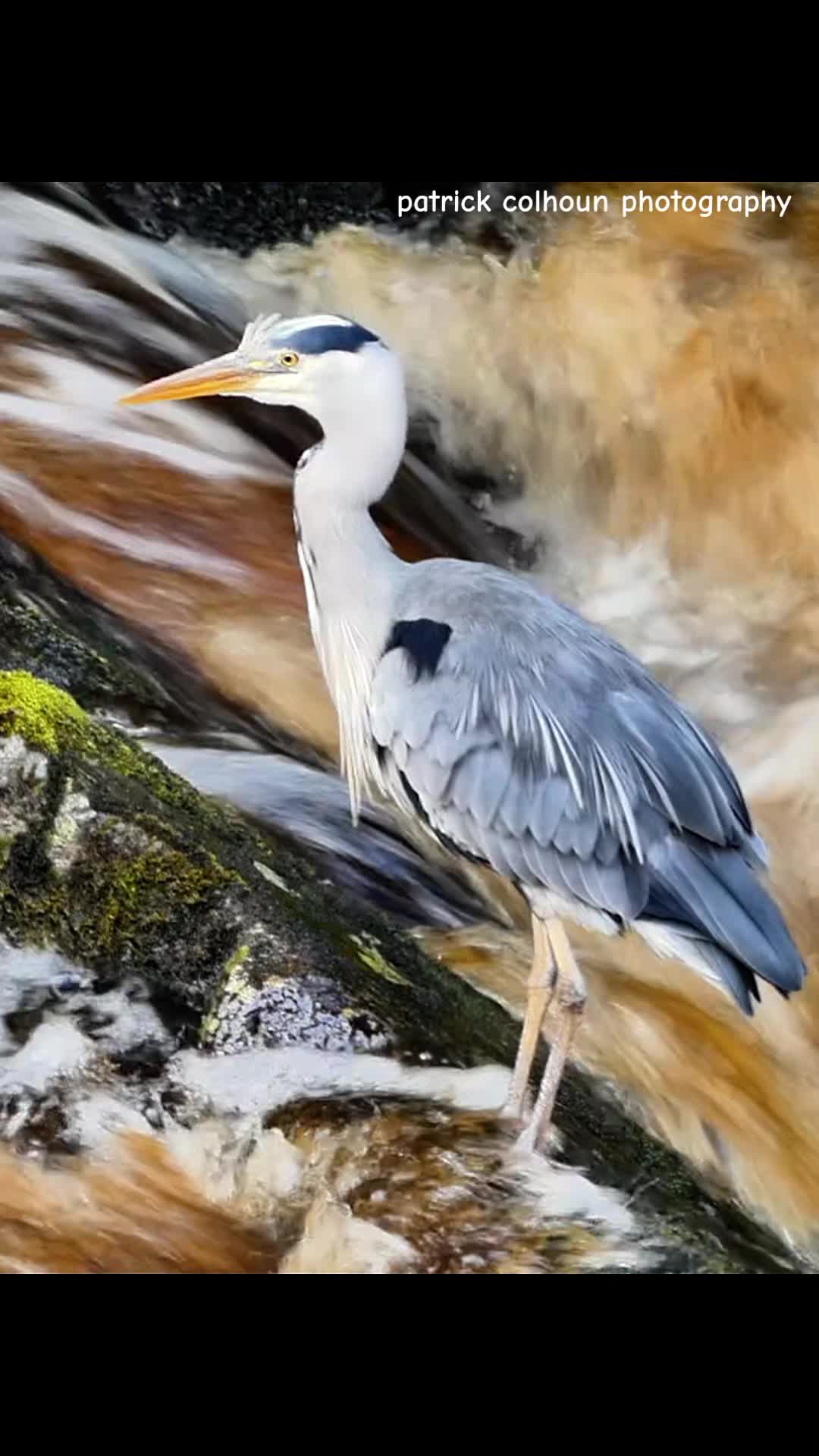 @patrick colhoun photography