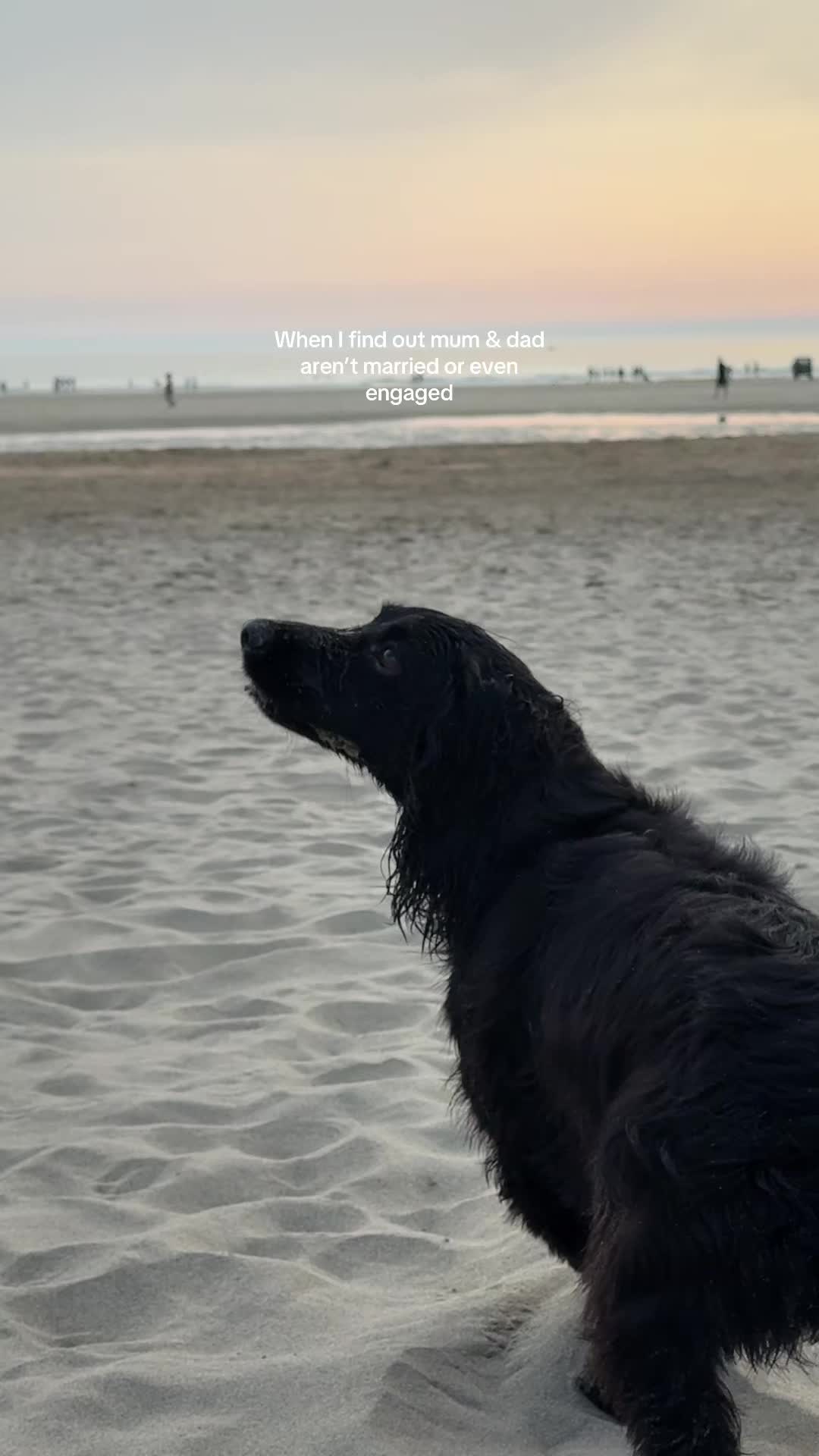 @maggie.moo.cocker