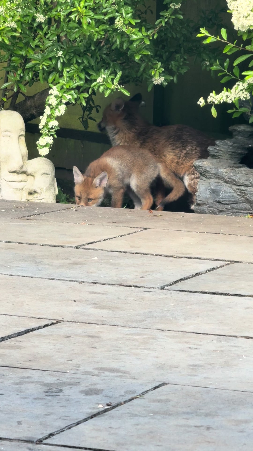 @gp_foxes